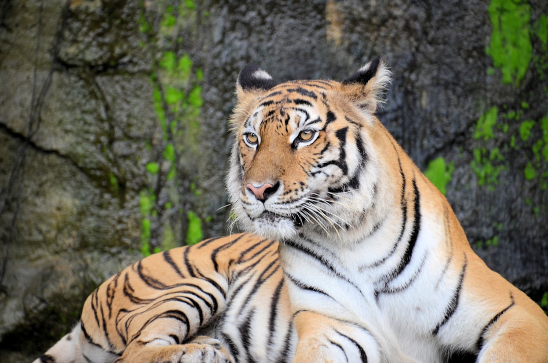 Photo Dragon Tiger Rummy table